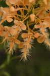 Yellow fringed orchid